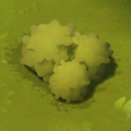 Bush.png