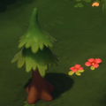 Pine sapling.png